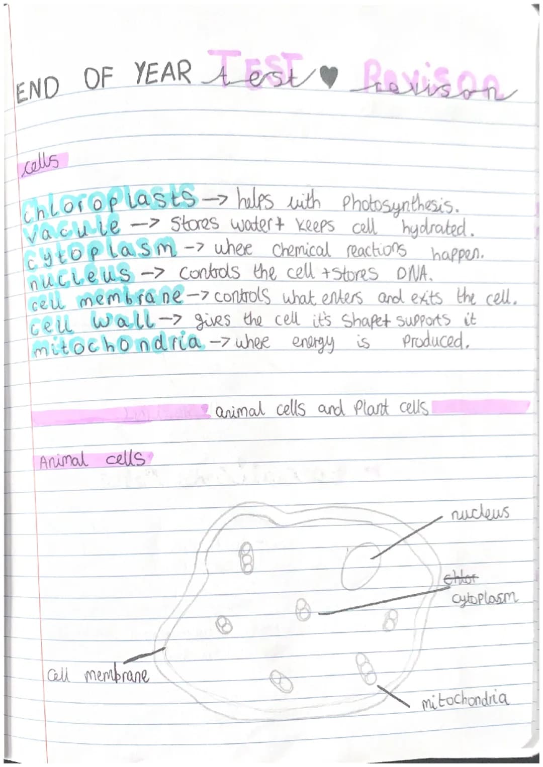 END OF YEAR est Revison
cells
-> helps with Photosynthesis.
Vacule
stoplasm -> where
-> Stores water+ keeps cell hydrated.
chemical reaction