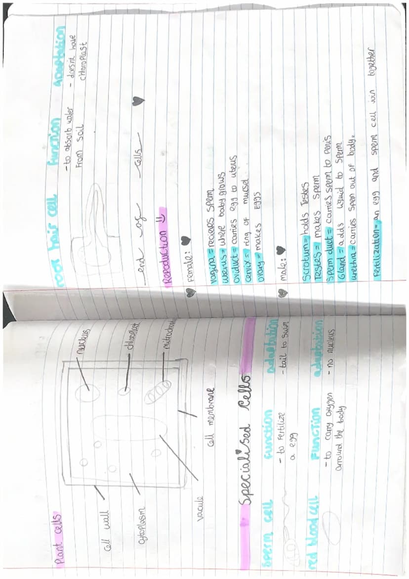 END OF YEAR est Revison
cells
-> helps with Photosynthesis.
Vacule
stoplasm -> where
-> Stores water+ keeps cell hydrated.
chemical reaction