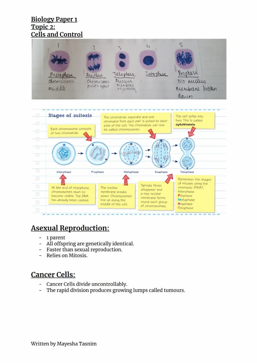 Biology Paper 1
Topic 2:
Cells and Control
What is Mitosis?
Mitosis is a type of cell division used for growth, repair and asexual
reproduct