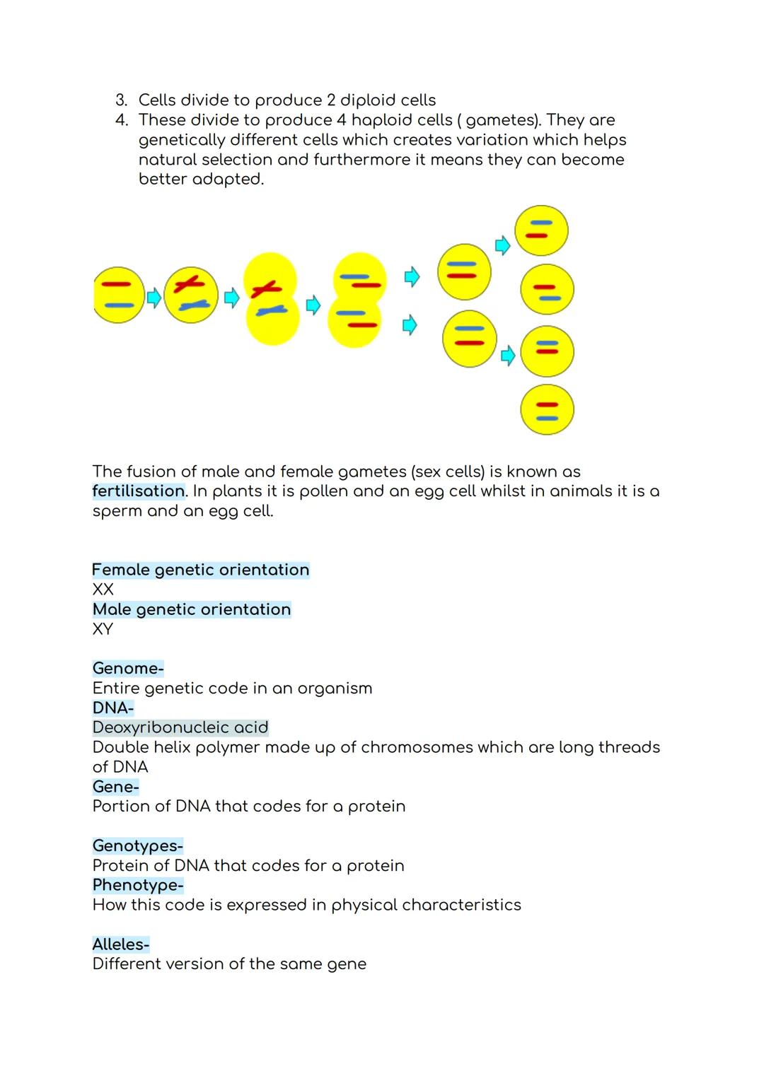 Inheritance and variation
Combined Science Trilogy-Biology Topic 6
Asexual reproduction
- Mitosis
- One parent
- Produces clones
What happen
