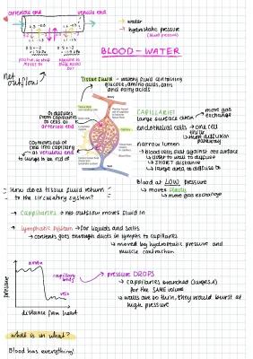 Know Tissue Fluid (a-level bio) thumbnail