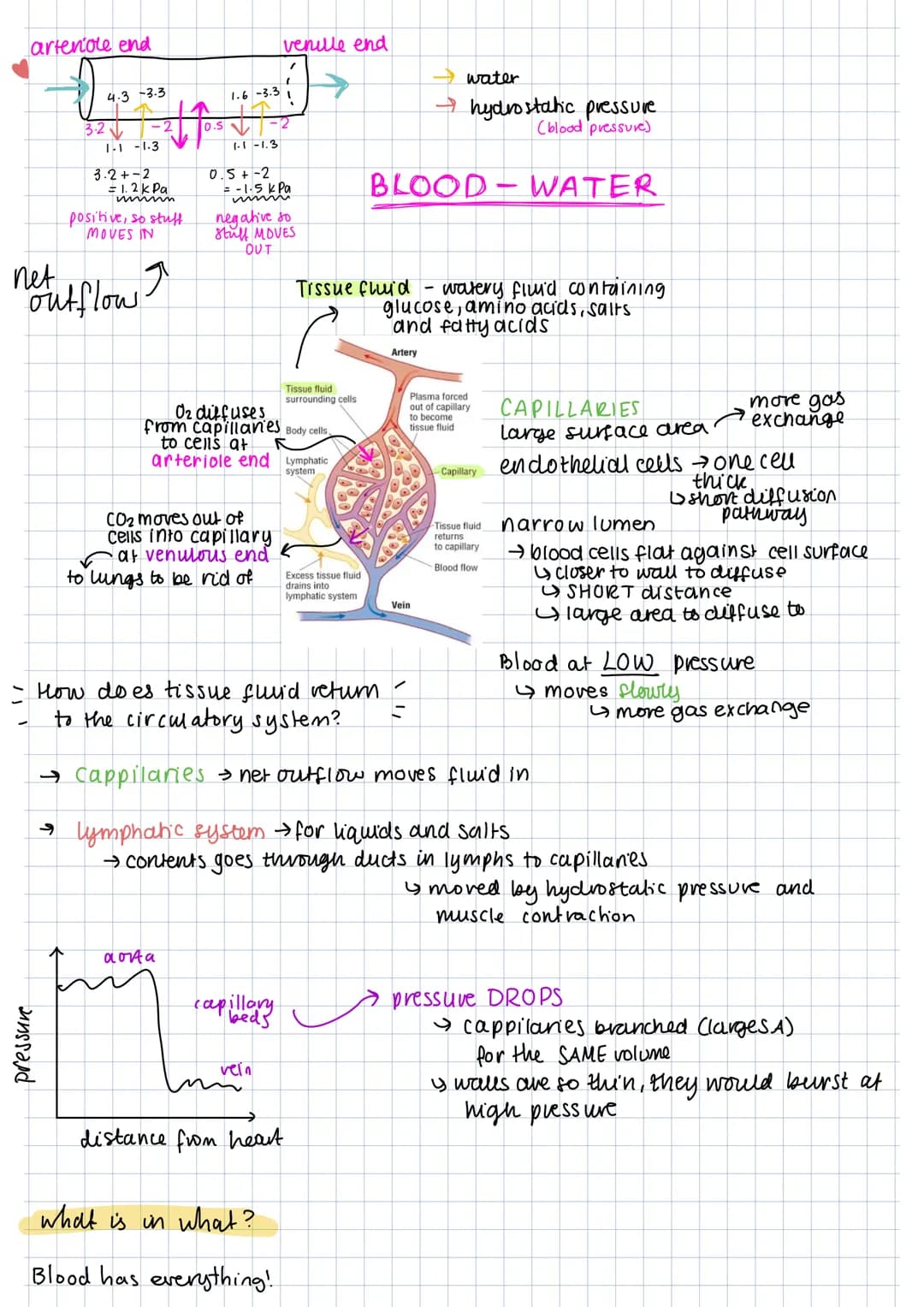 artenole end
net
3.2
4.3 -3.3
pressure
1-1-1-3
3.2+-2
= 1.2k Pa
mmmm
positive, so stuff
MOVES IN
outflow I
0.5
1.1-1.3
1.6 -3.31
aorta
venul