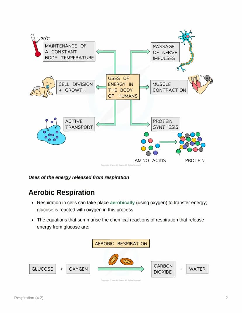Respiration (4.2)
4.2.1 Aerobic & Anaerobic Respiration
Respiration: Principles
• Cellular respiration is an exothermic reaction which is co