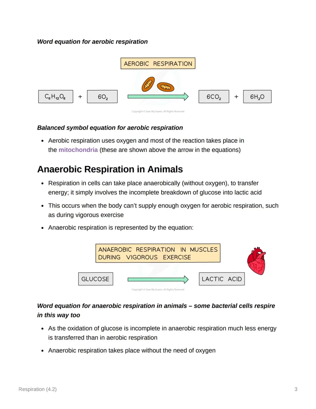 Respiration (4.2)
4.2.1 Aerobic & Anaerobic Respiration
Respiration: Principles
• Cellular respiration is an exothermic reaction which is co