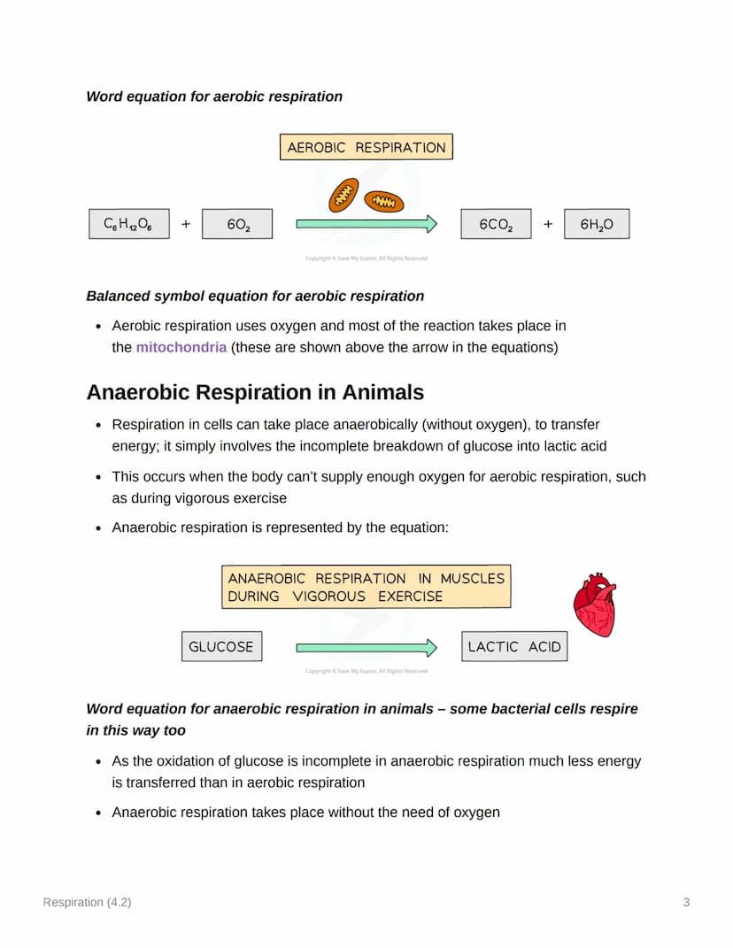 Respiration (4.2)
4.2.1 Aerobic & Anaerobic Respiration
Respiration: Principles
• Cellular respiration is an exothermic reaction which is co