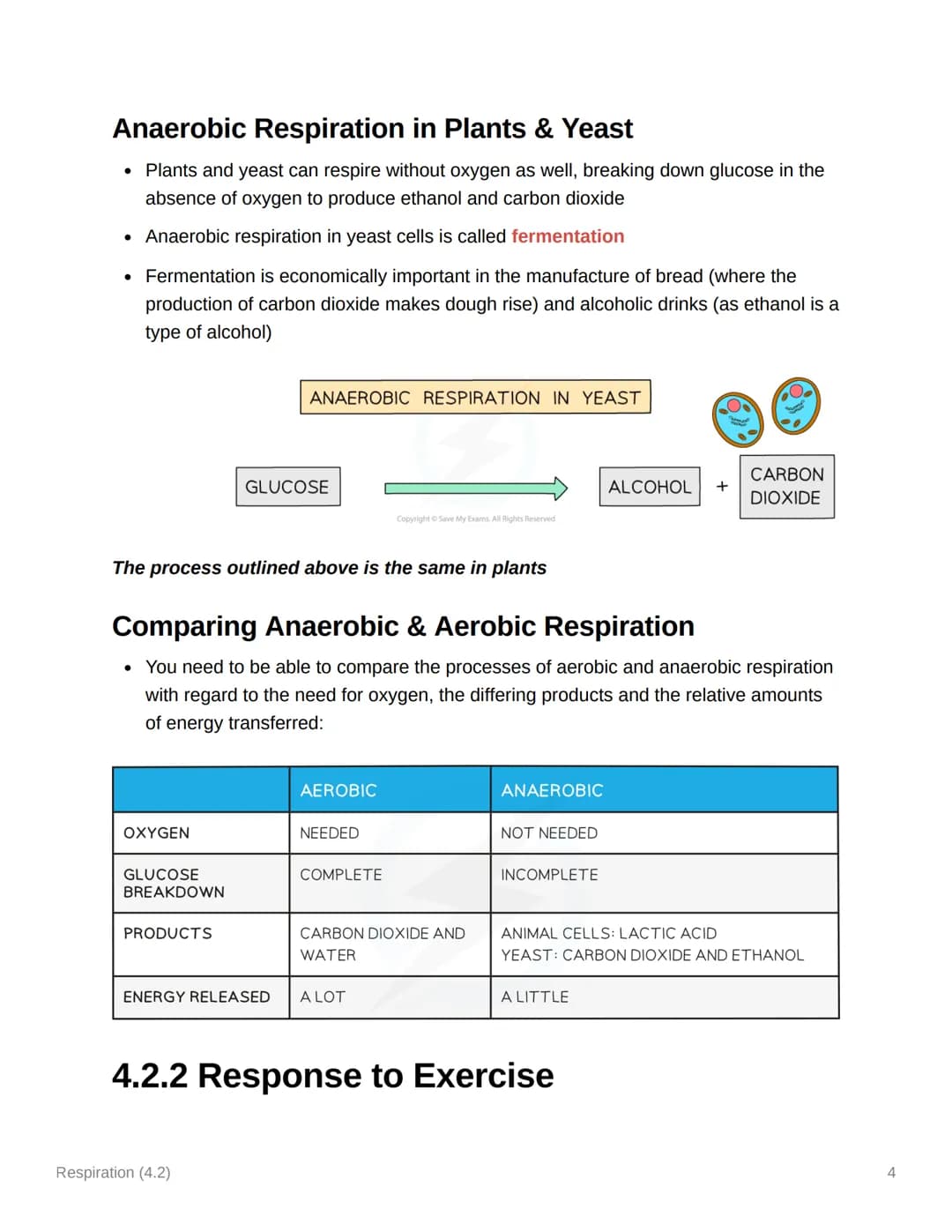Respiration (4.2)
4.2.1 Aerobic & Anaerobic Respiration
Respiration: Principles
• Cellular respiration is an exothermic reaction which is co