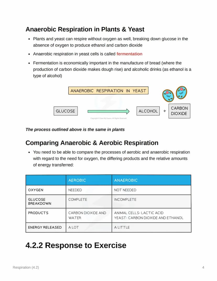 Respiration (4.2)
4.2.1 Aerobic & Anaerobic Respiration
Respiration: Principles
• Cellular respiration is an exothermic reaction which is co
