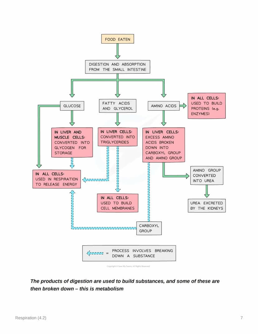 Respiration (4.2)
4.2.1 Aerobic & Anaerobic Respiration
Respiration: Principles
• Cellular respiration is an exothermic reaction which is co