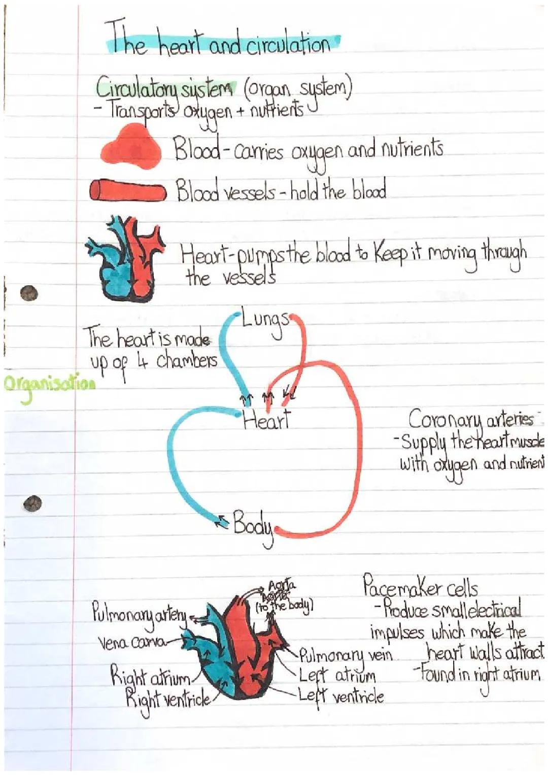 Understanding Blood Vessels and the Circulatory System: Functions, Parts, and Diagram