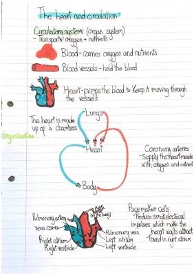 Know The heart and blood vessels  thumbnail