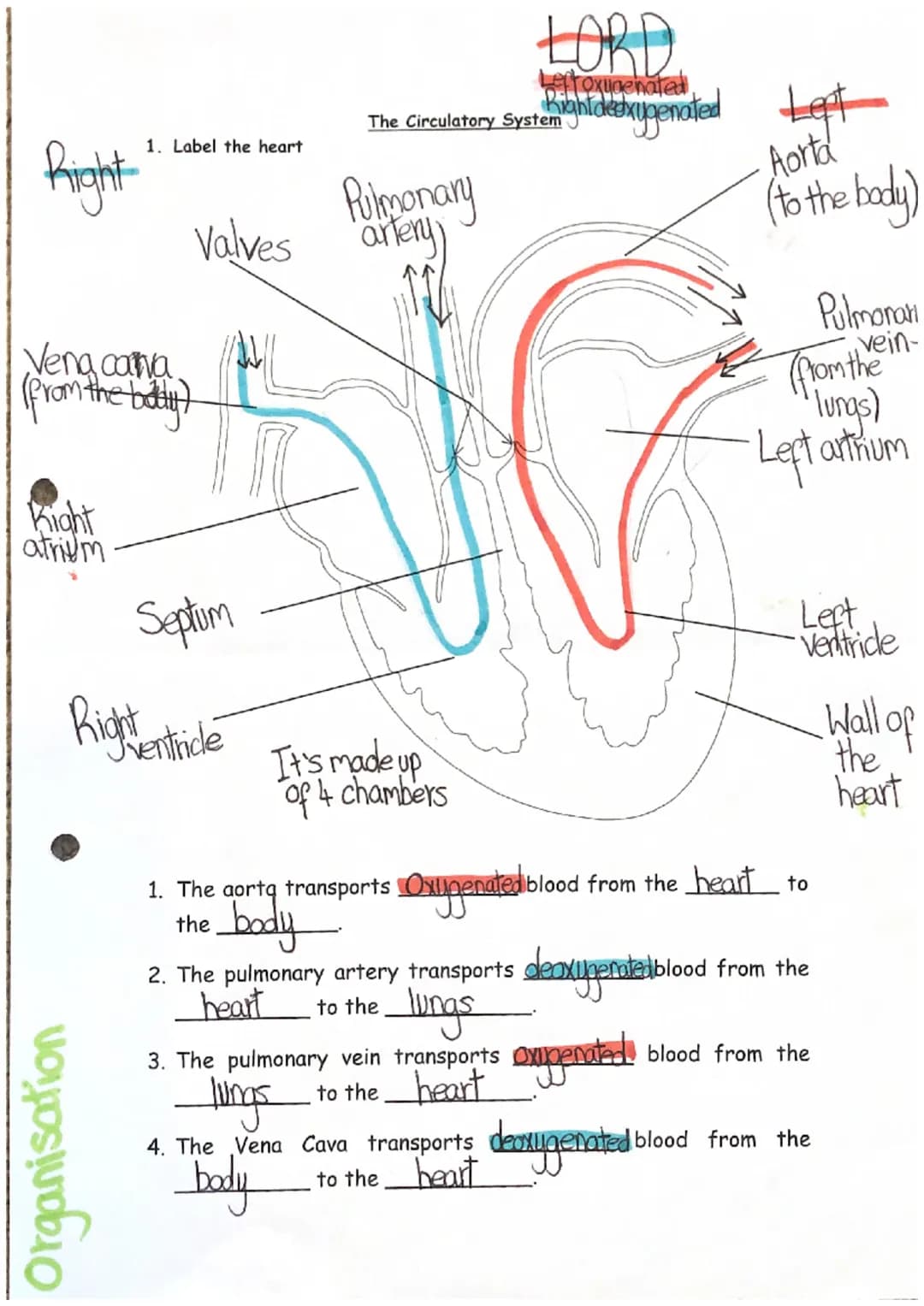 <h2 id="circulatorysystemanditsorgans">Circulatory System and Its Organs</h2>
<p>The human circulatory system is responsible for transportin