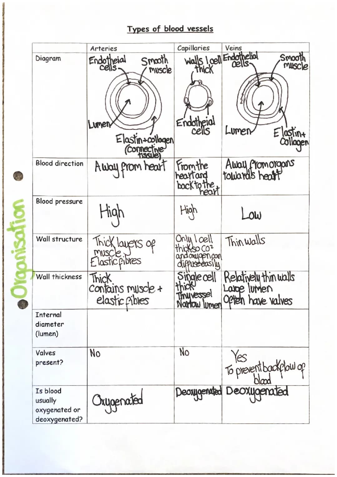 <h2 id="circulatorysystemanditsorgans">Circulatory System and Its Organs</h2>
<p>The human circulatory system is responsible for transportin