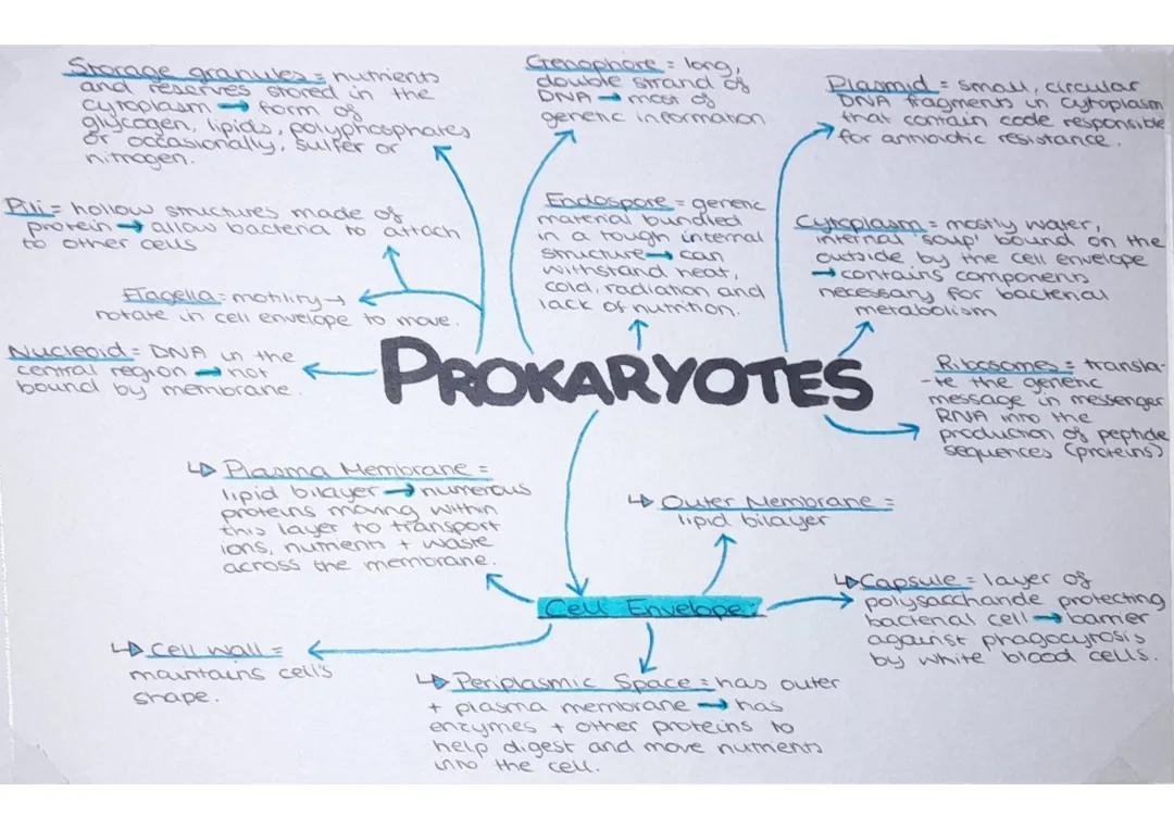 Prokaryotes