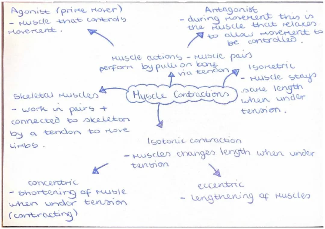 GCSE PE: Voluntary and Involuntary Muscles Flash Cards
