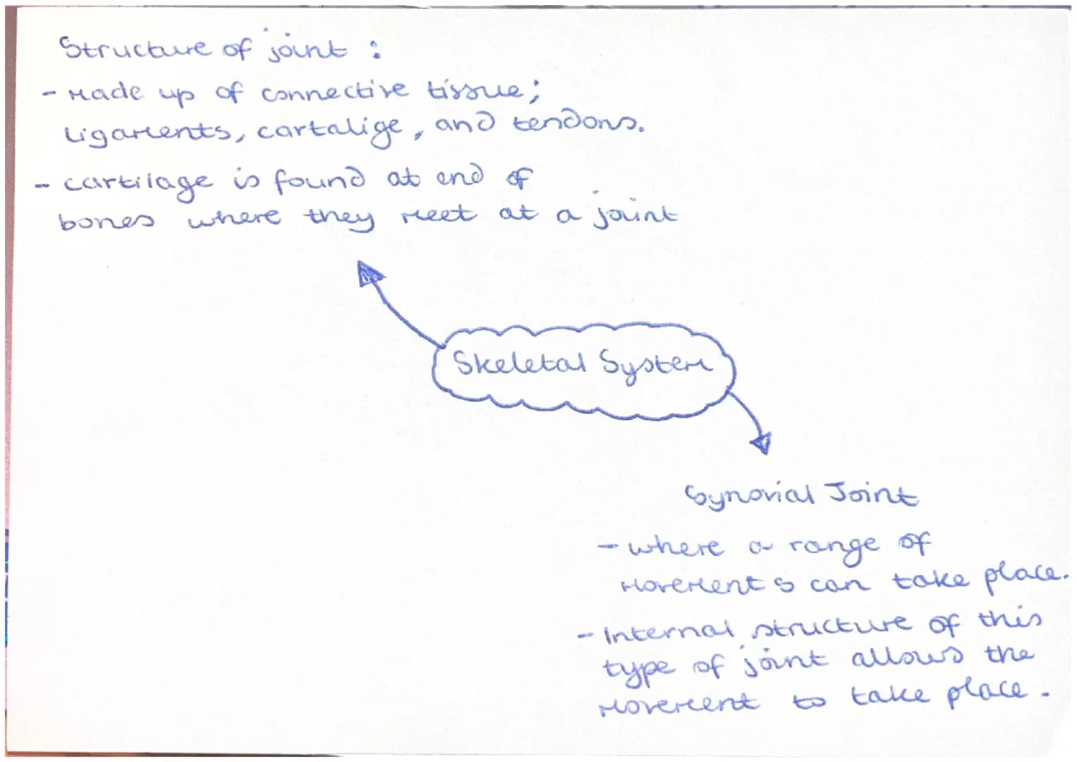 Agonist (prire Mover)
Muscle that controls
Movement.
Skeletal muscles
- work in pairs +
connected to skeleton
by a tendon to Move
limbs.
-
-