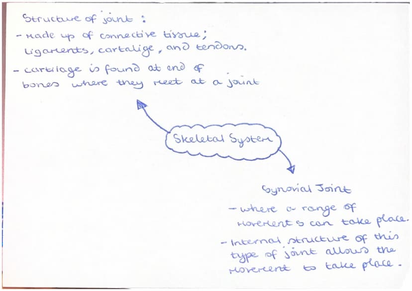 Agonist (prire Mover)
Muscle that controls
Movement.
Skeletal muscles
- work in pairs +
connected to skeleton
by a tendon to Move
limbs.
-
-