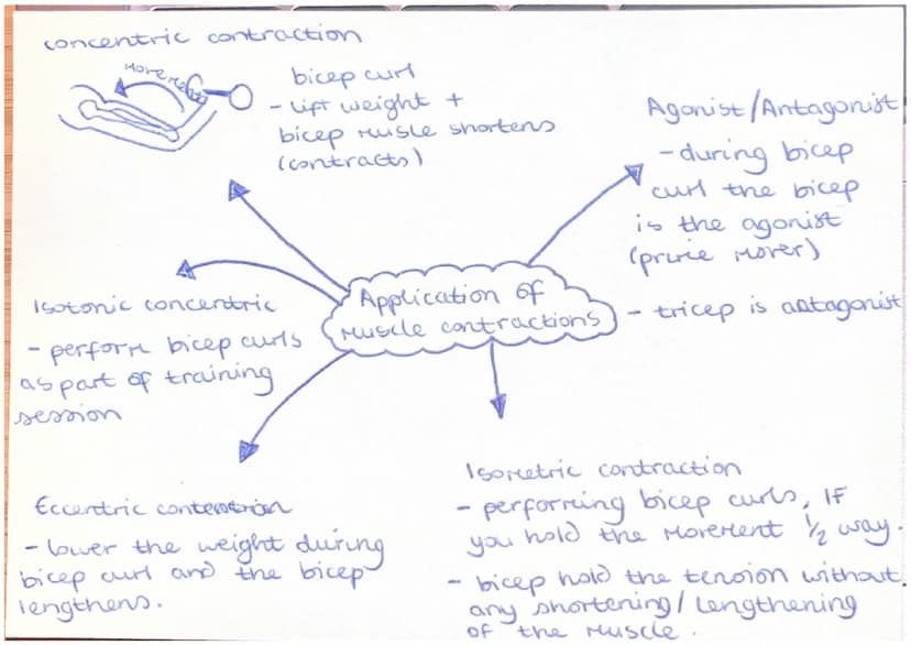 Agonist (prire Mover)
Muscle that controls
Movement.
Skeletal muscles
- work in pairs +
connected to skeleton
by a tendon to Move
limbs.
-
-