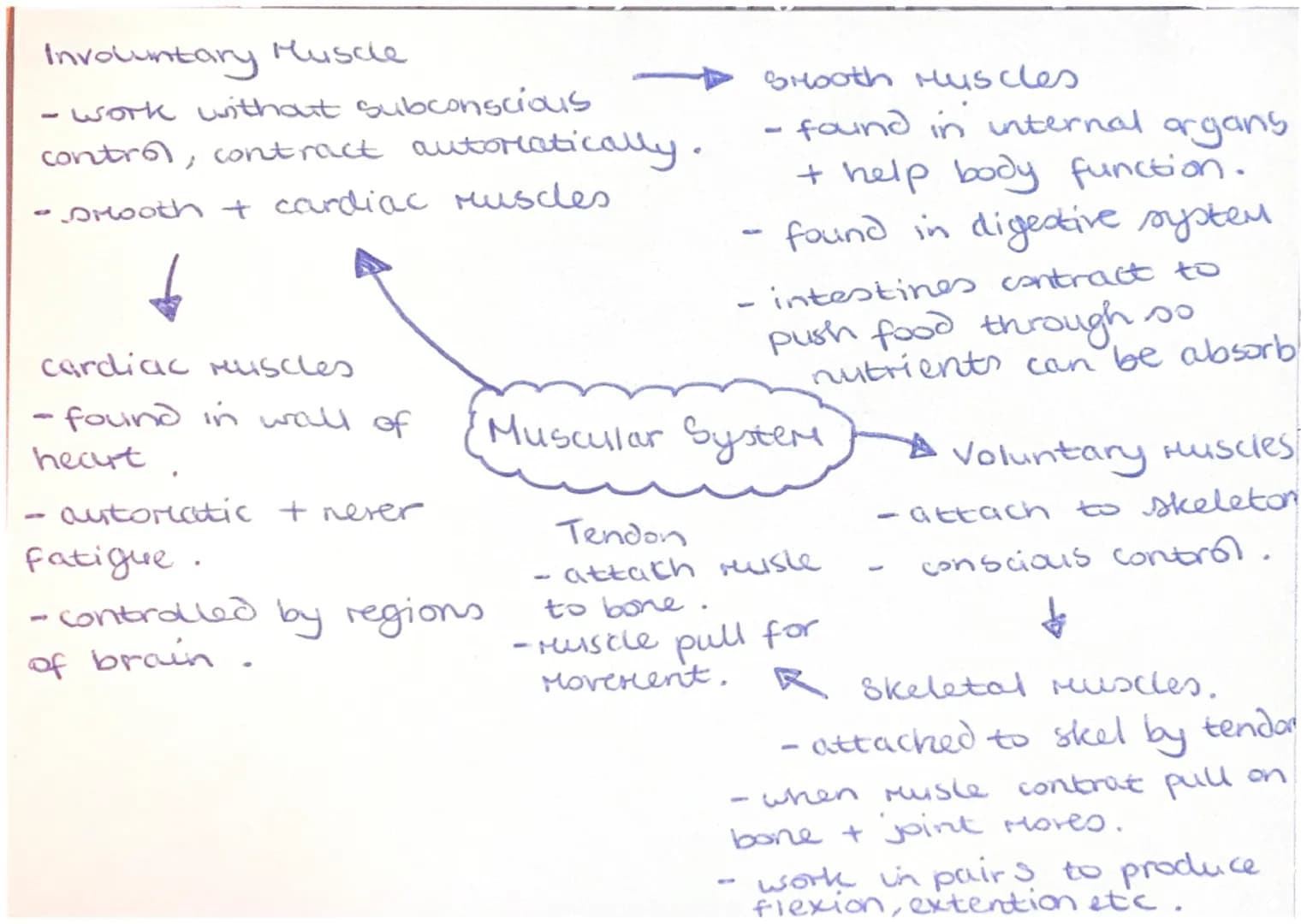 Agonist (prire Mover)
Muscle that controls
Movement.
Skeletal muscles
- work in pairs +
connected to skeleton
by a tendon to Move
limbs.
-
-