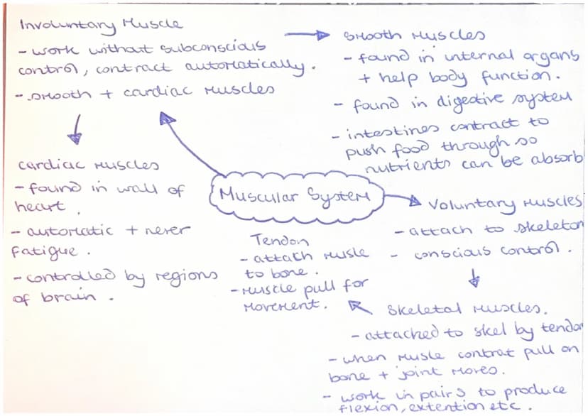Agonist (prire Mover)
Muscle that controls
Movement.
Skeletal muscles
- work in pairs +
connected to skeleton
by a tendon to Move
limbs.
-
-