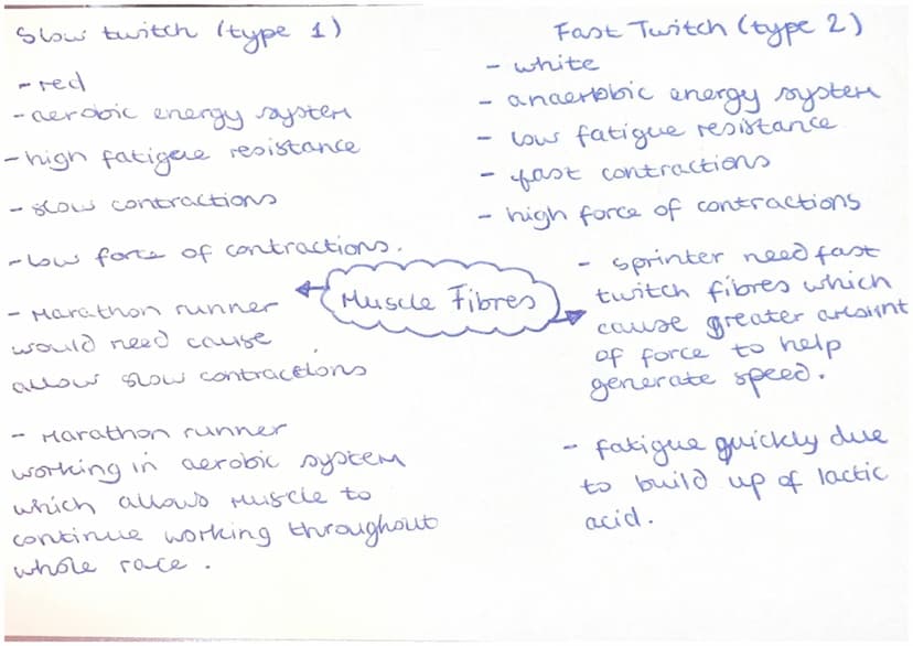 Agonist (prire Mover)
Muscle that controls
Movement.
Skeletal muscles
- work in pairs +
connected to skeleton
by a tendon to Move
limbs.
-
-