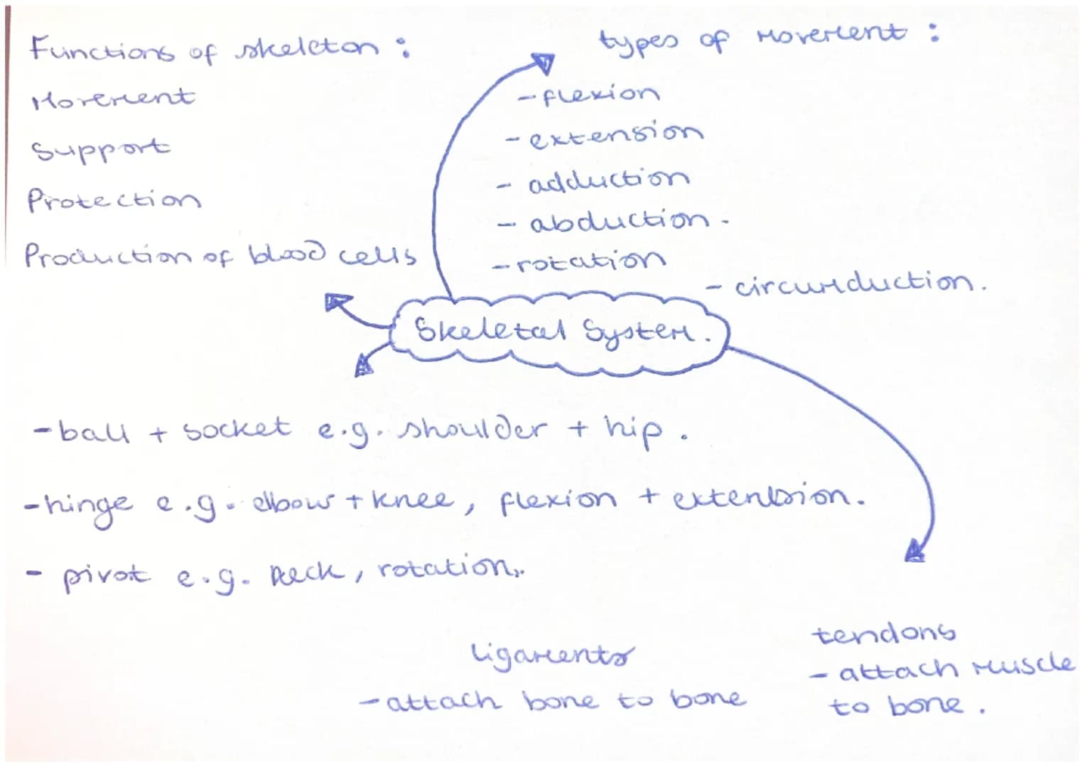 Agonist (prire Mover)
Muscle that controls
Movement.
Skeletal muscles
- work in pairs +
connected to skeleton
by a tendon to Move
limbs.
-
-