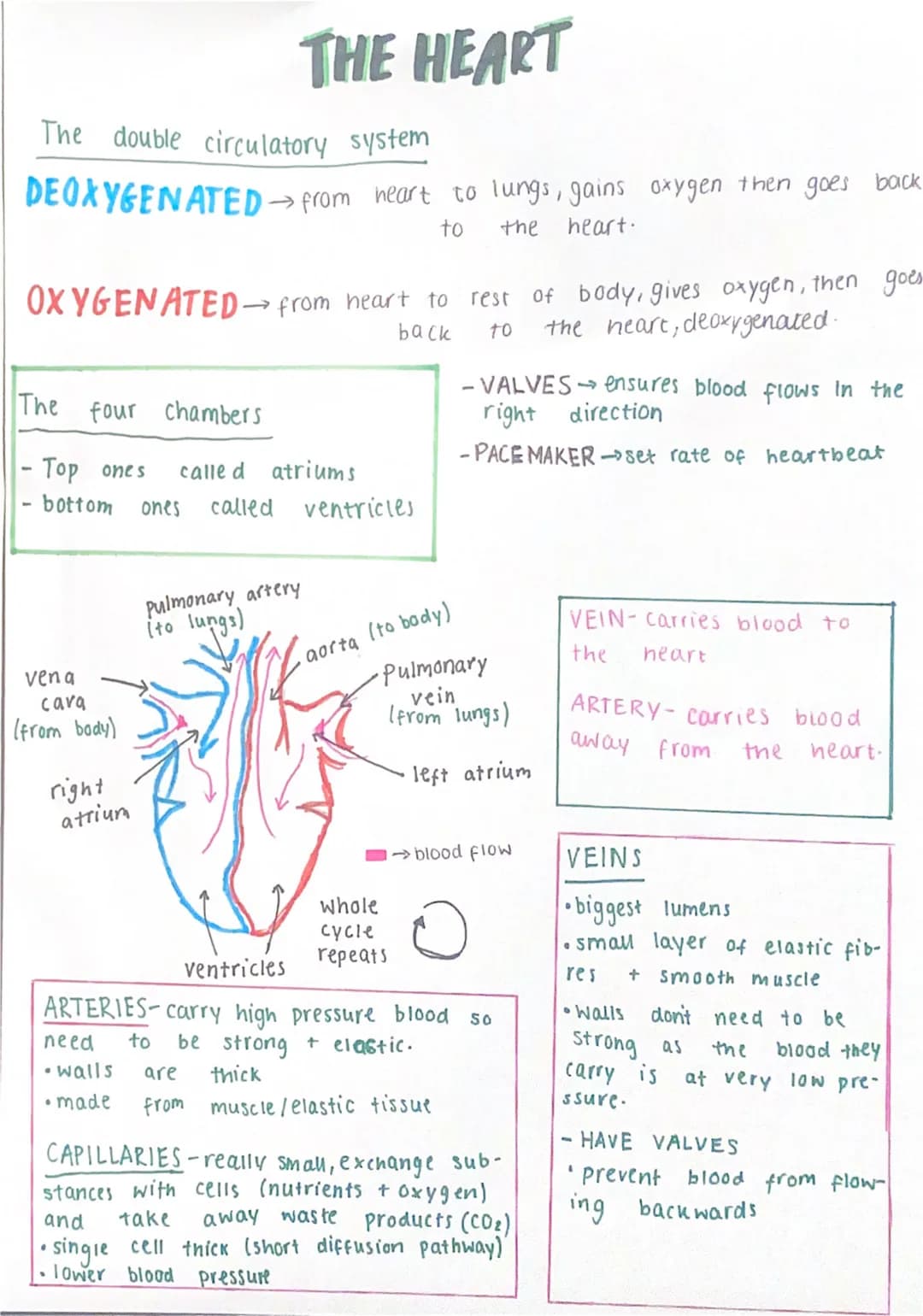 The double circulatory system
DEOXYGENATED → from heart to lungs, gains oxygen then goes back
to
the
heart.
OXYGENATED→ from heart to rest o