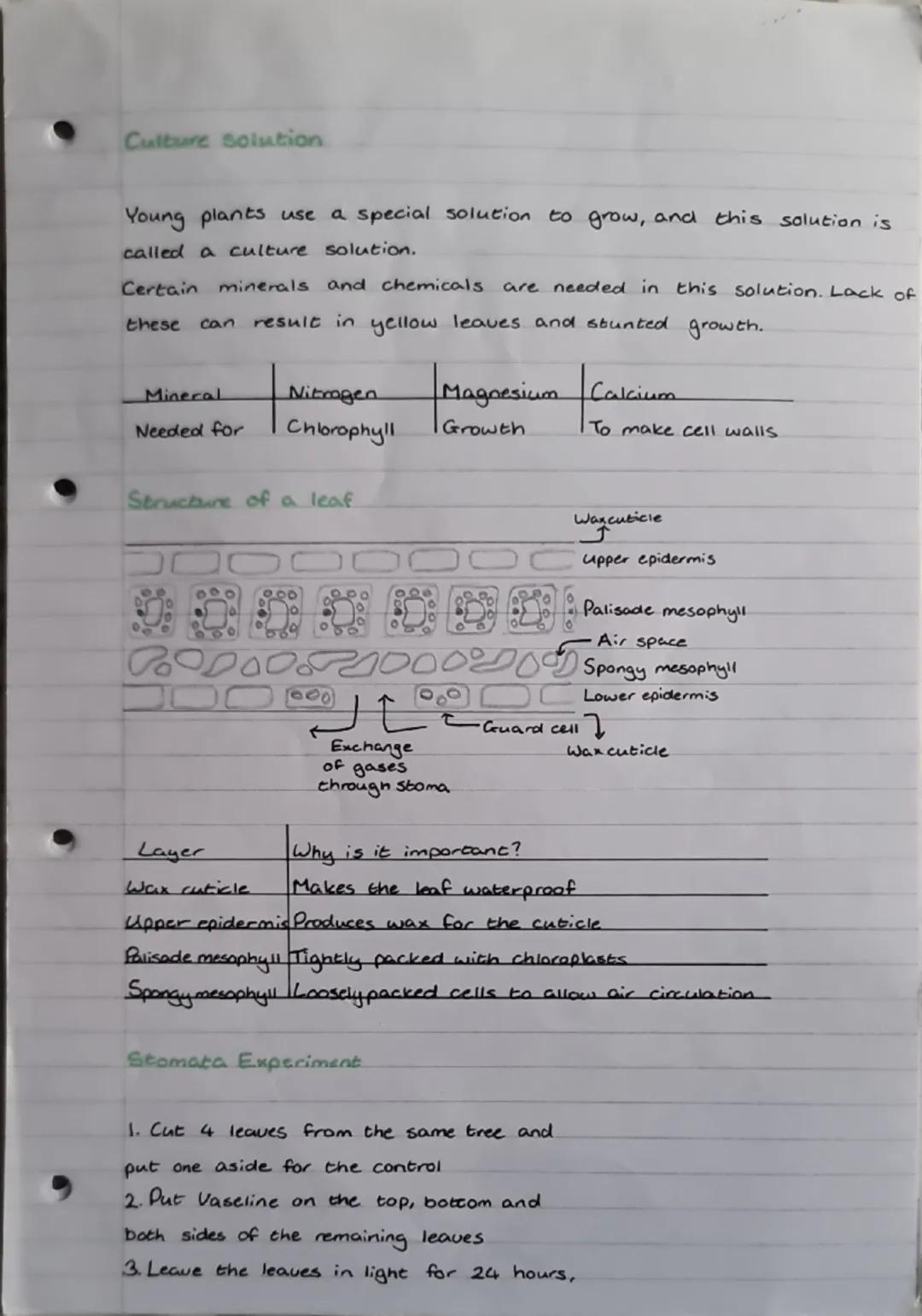 biology
Photosynthesis
This is the process that plants use to make their own food (glucose).
using light from the sun.
Where does it happen?
