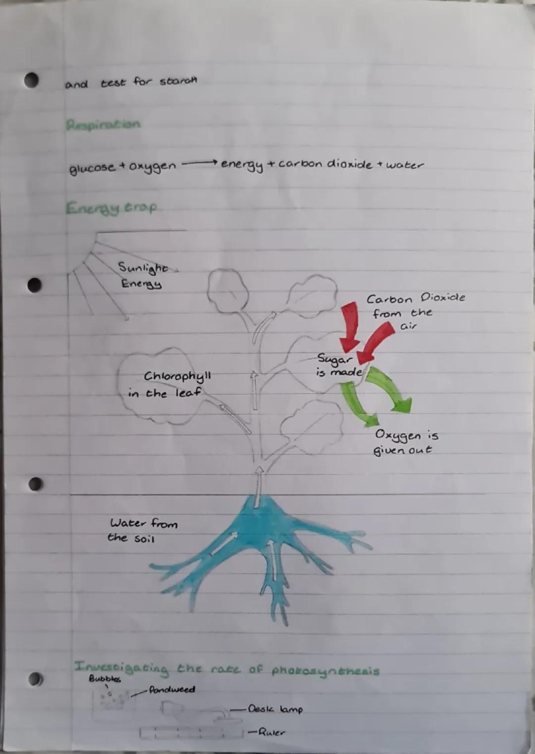 biology
Photosynthesis
This is the process that plants use to make their own food (glucose).
using light from the sun.
Where does it happen?