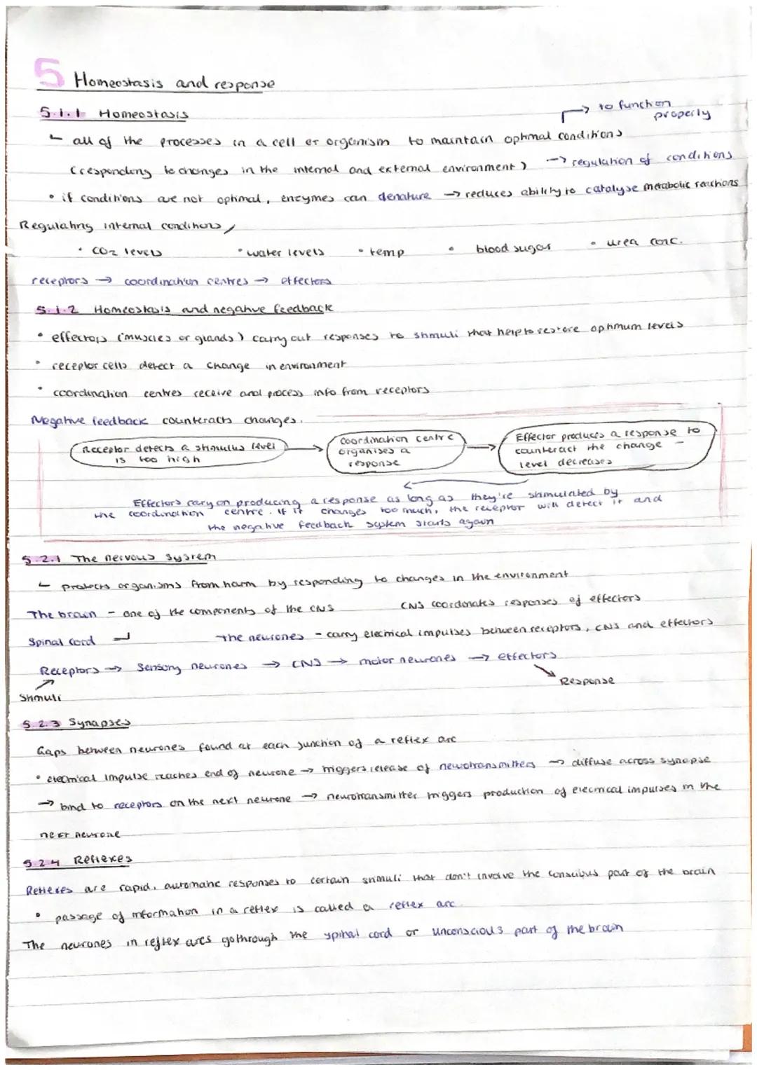 GCSE Biology Homeostasis and Response: Exam Questions, Answers, and Revision Notes