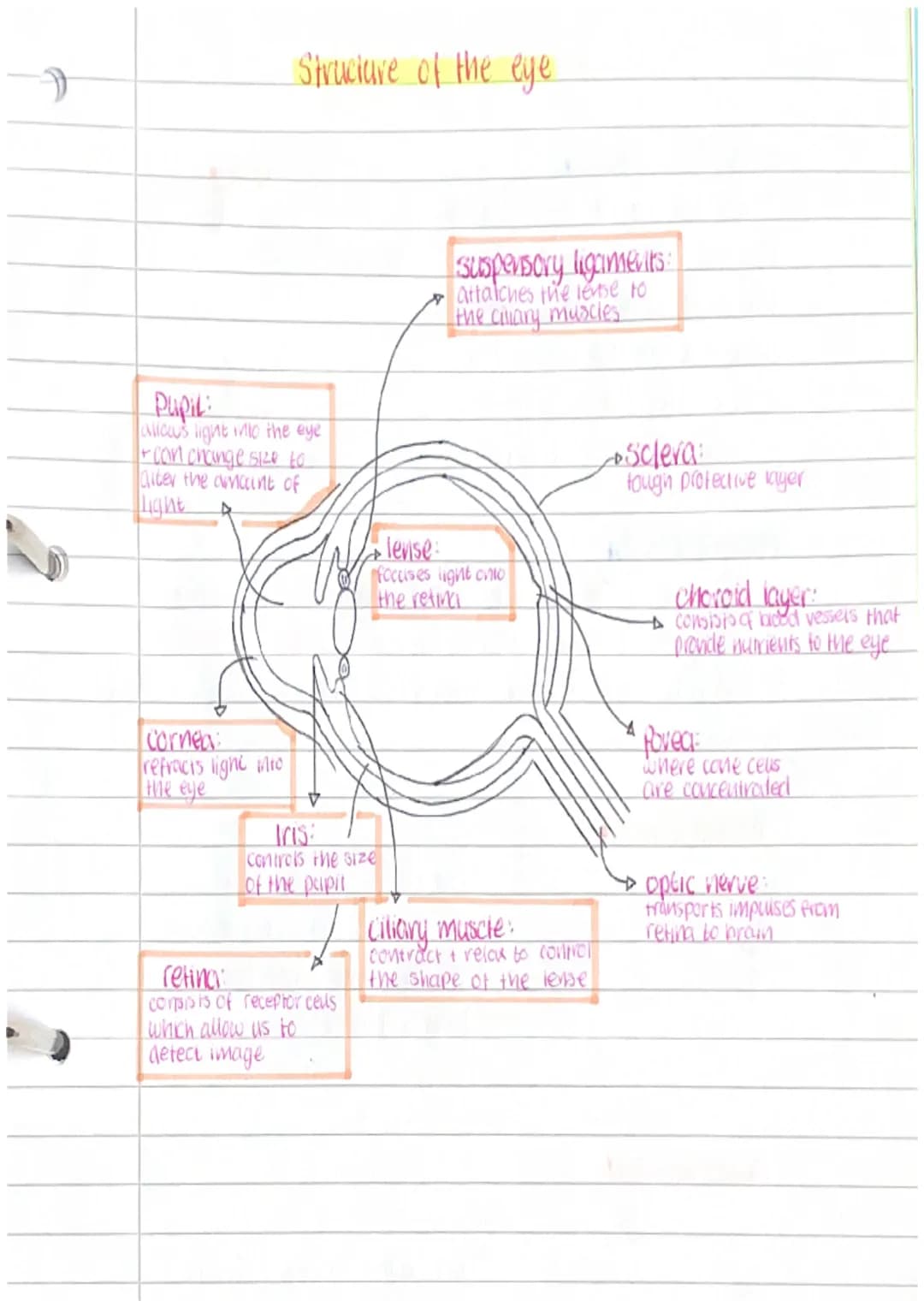 Structure of the eye
PUPIL:
alicas light into the eye
+ can change size to
alter the amount of
Light
Cornea:
refracts light into
the eye
Tri