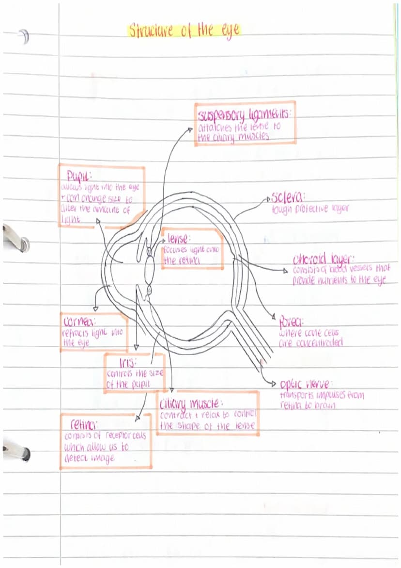 Structure of the eye
PUPIL:
alicas light into the eye
+ can change size to
alter the amount of
Light
Cornea:
refracts light into
the eye
Tri