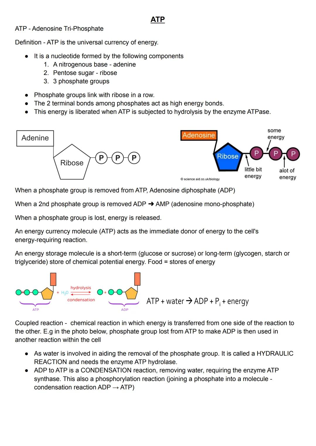 ATP - Adenosine Tri-Phosphate
Definition - ATP is the universal currency of energy.
It is a nucleotide formed by the following components
1.