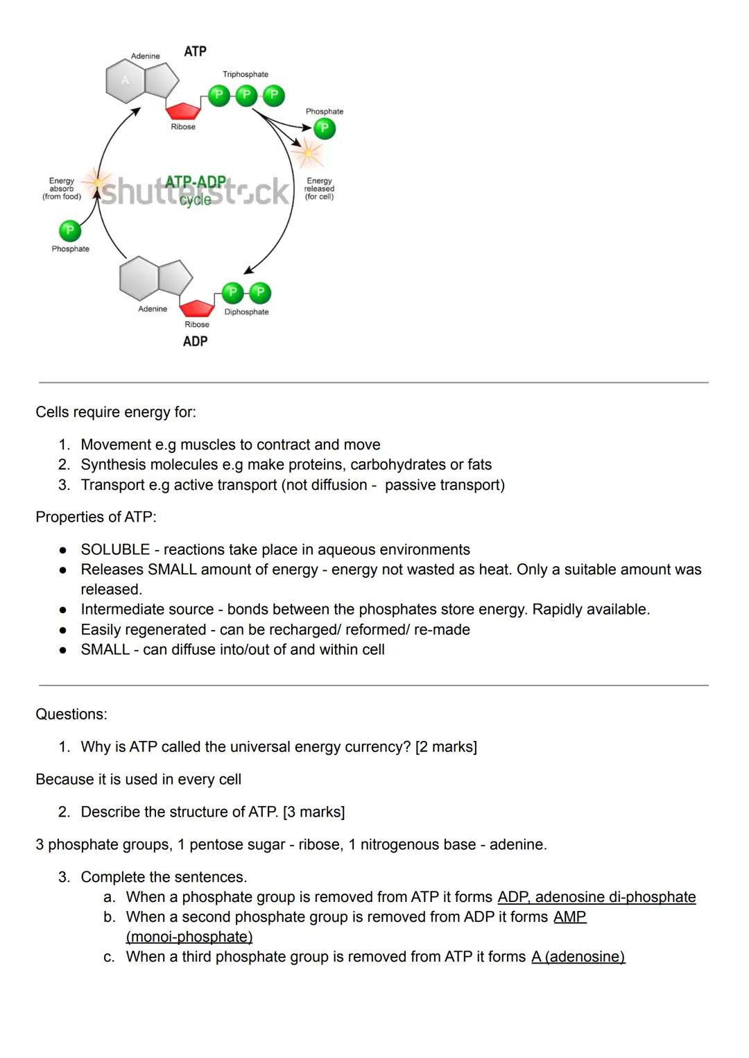 ATP - Adenosine Tri-Phosphate
Definition - ATP is the universal currency of energy.
It is a nucleotide formed by the following components
1.