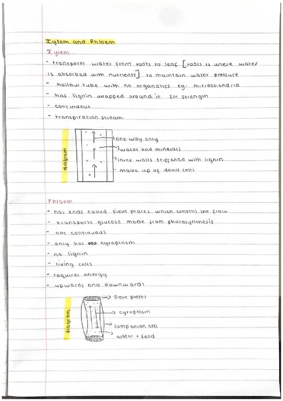 Xylem and phloem cells