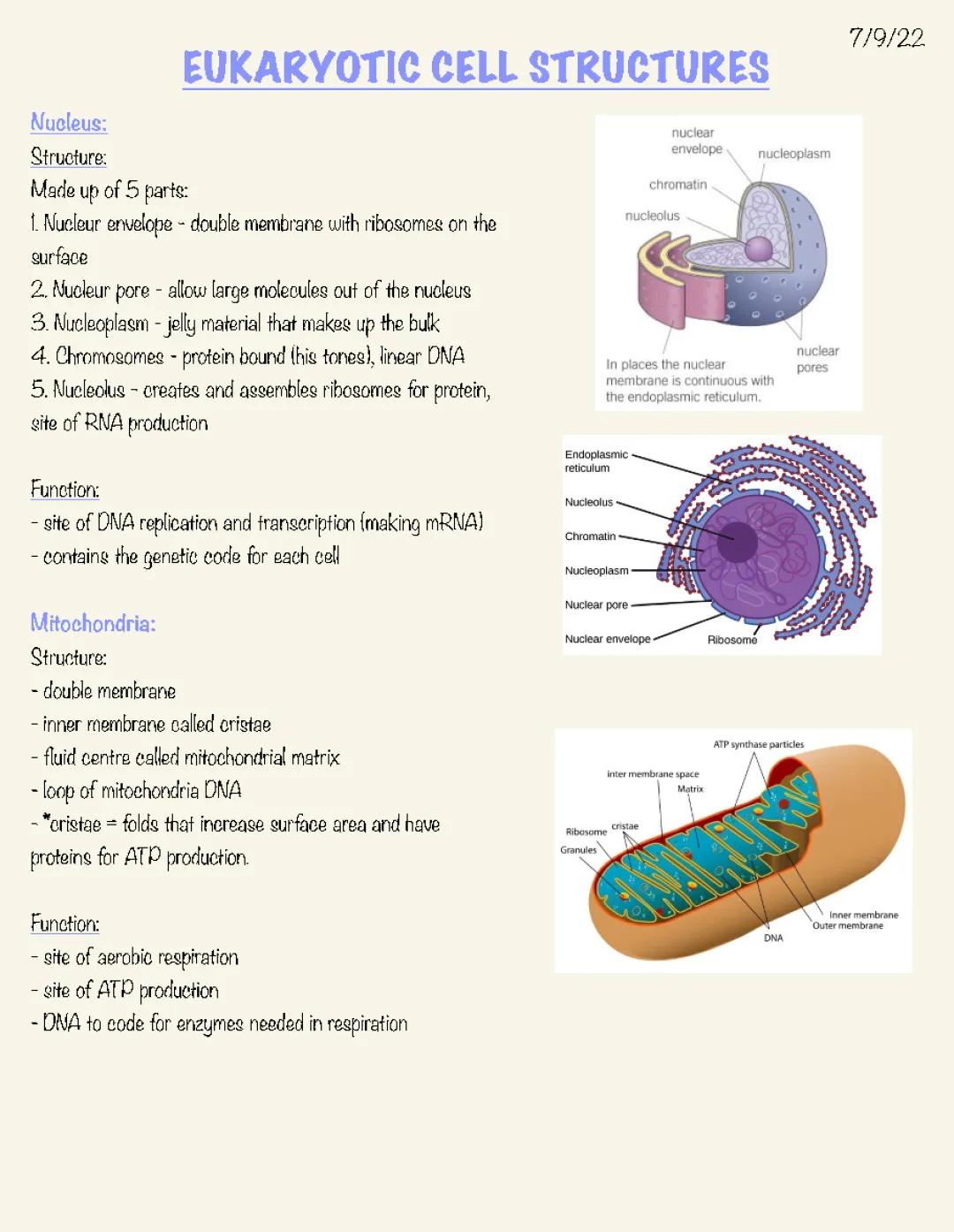 Eukaryotic cells 1
