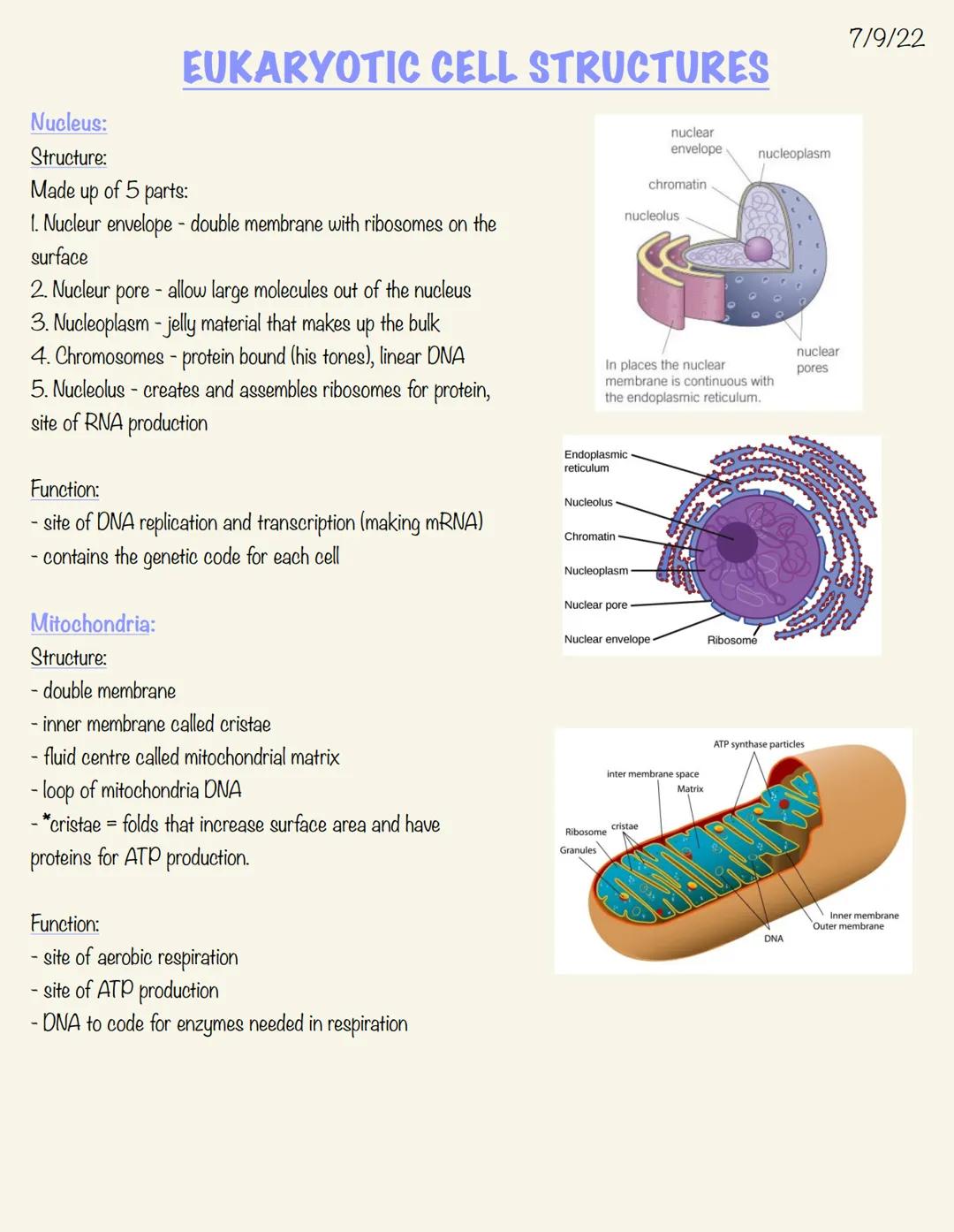 Nucleus:
Structure:
Made
EUKARYOTIC CELL STRUCTURES
of 5 parts:
1. Nucleur envelope - double membrane with ribosomes on the
surface
up
2. Nu