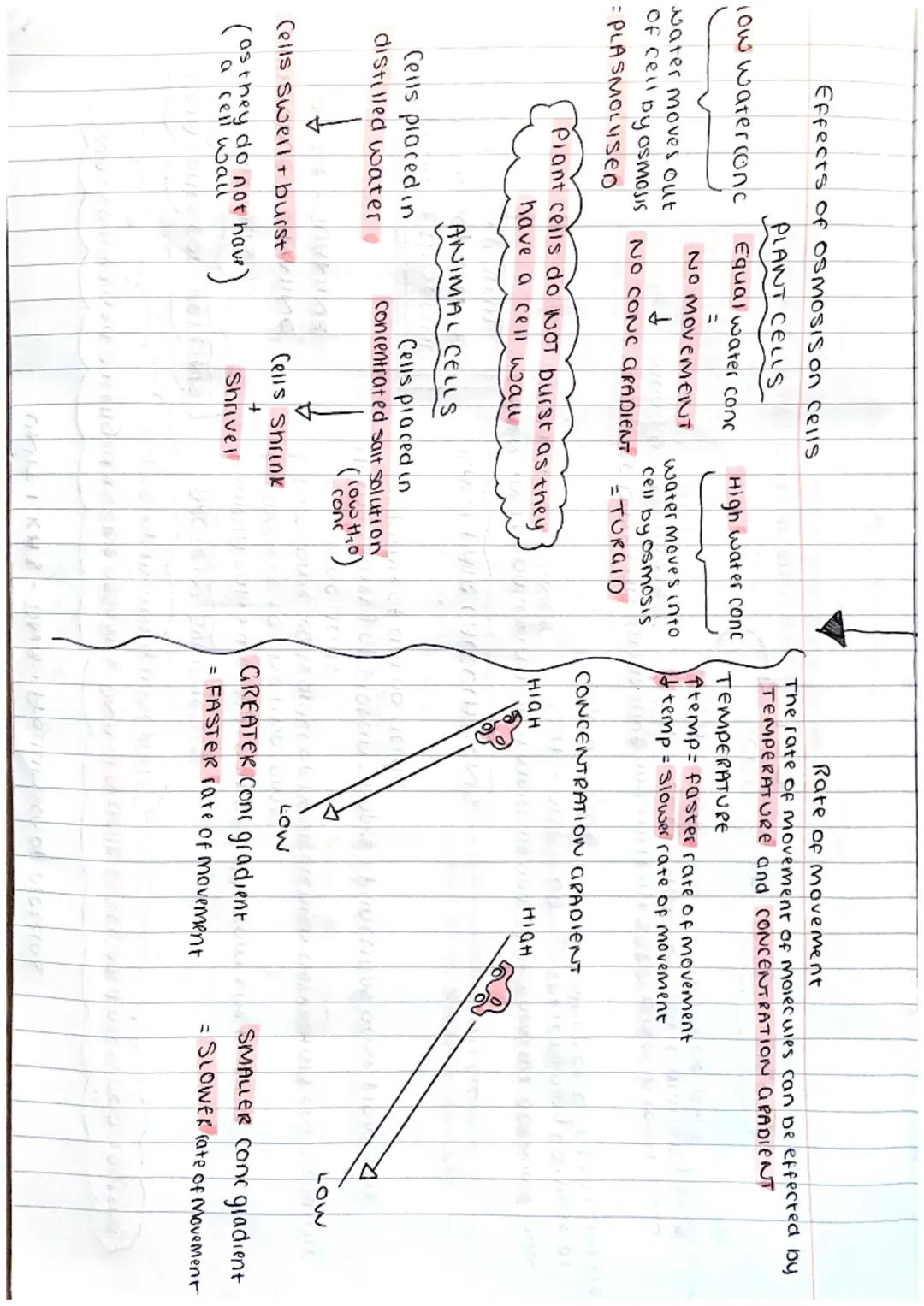 ΟΝΙΤΙ ΚΑI - Cell Structure

ANIMAL CELL
Cell
membrane
nucleus
ribosome
cytoplasm
Mitocondria

PLANT CELL cellmembrane
cell wall
nucleus
ribo