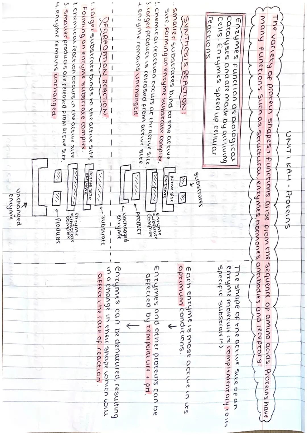 ΟΝΙΤΙ ΚΑI - Cell Structure

ANIMAL CELL
Cell
membrane
nucleus
ribosome
cytoplasm
Mitocondria

PLANT CELL cellmembrane
cell wall
nucleus
ribo