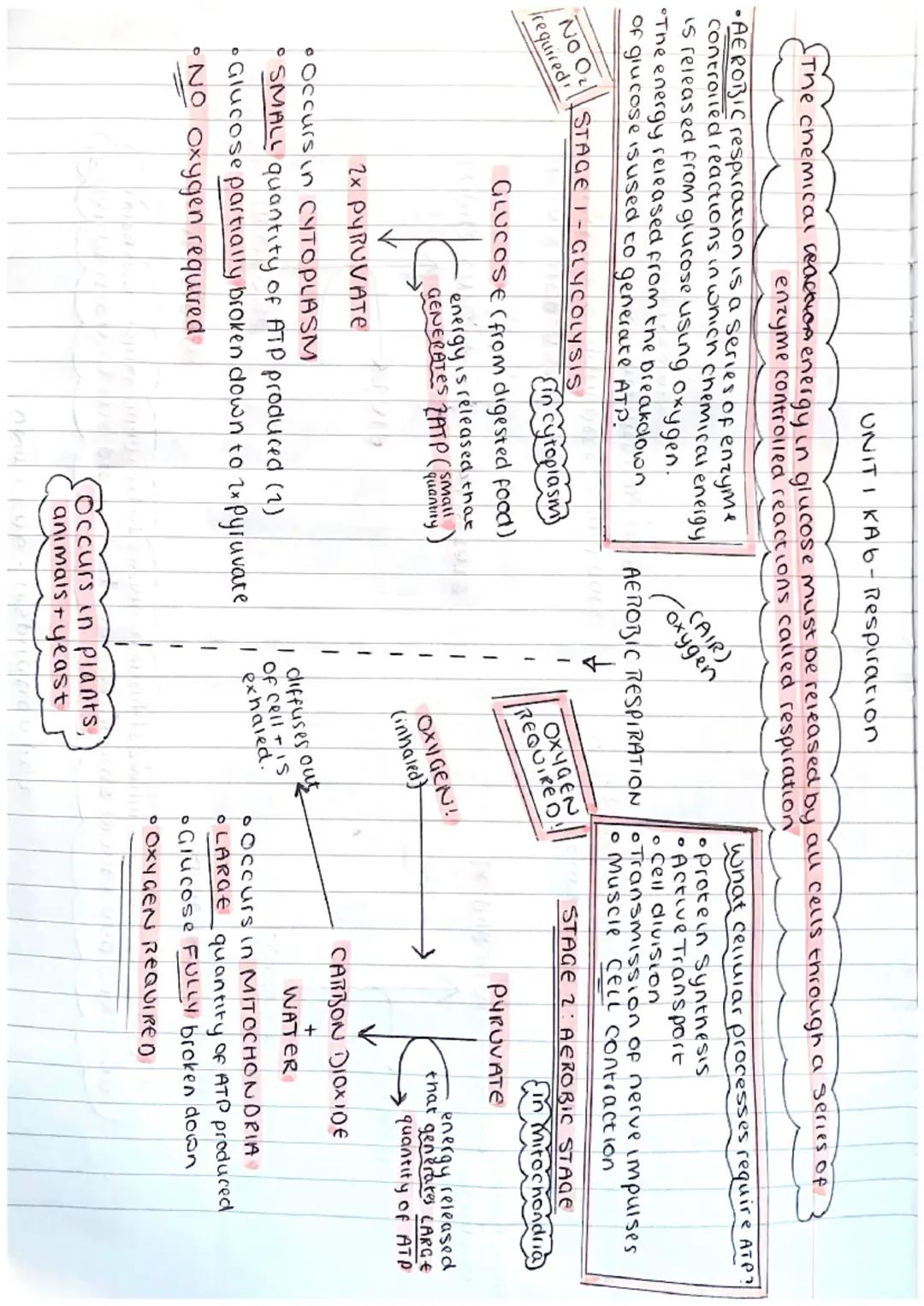 ΟΝΙΤΙ ΚΑI - Cell Structure

ANIMAL CELL
Cell
membrane
nucleus
ribosome
cytoplasm
Mitocondria

PLANT CELL cellmembrane
cell wall
nucleus
ribo