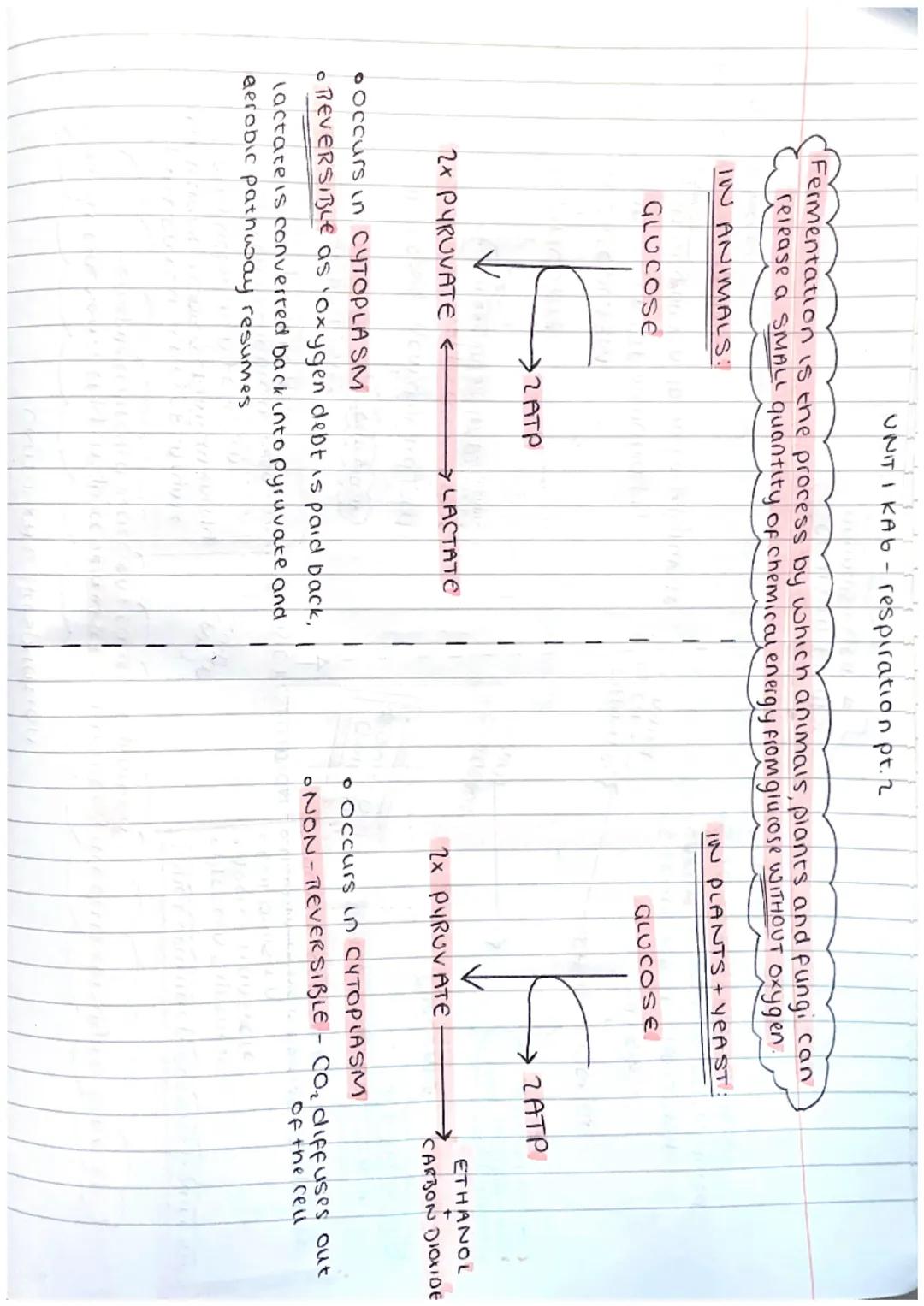 ΟΝΙΤΙ ΚΑI - Cell Structure

ANIMAL CELL
Cell
membrane
nucleus
ribosome
cytoplasm
Mitocondria

PLANT CELL cellmembrane
cell wall
nucleus
ribo
