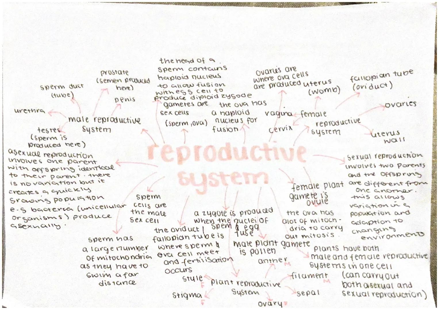 sperm ducr
(tube)
urethra
the head of a
Sperm contains
(semen produced haploid nucleus
prostate
testes
(sperm is
Produced here)
here)
penis
