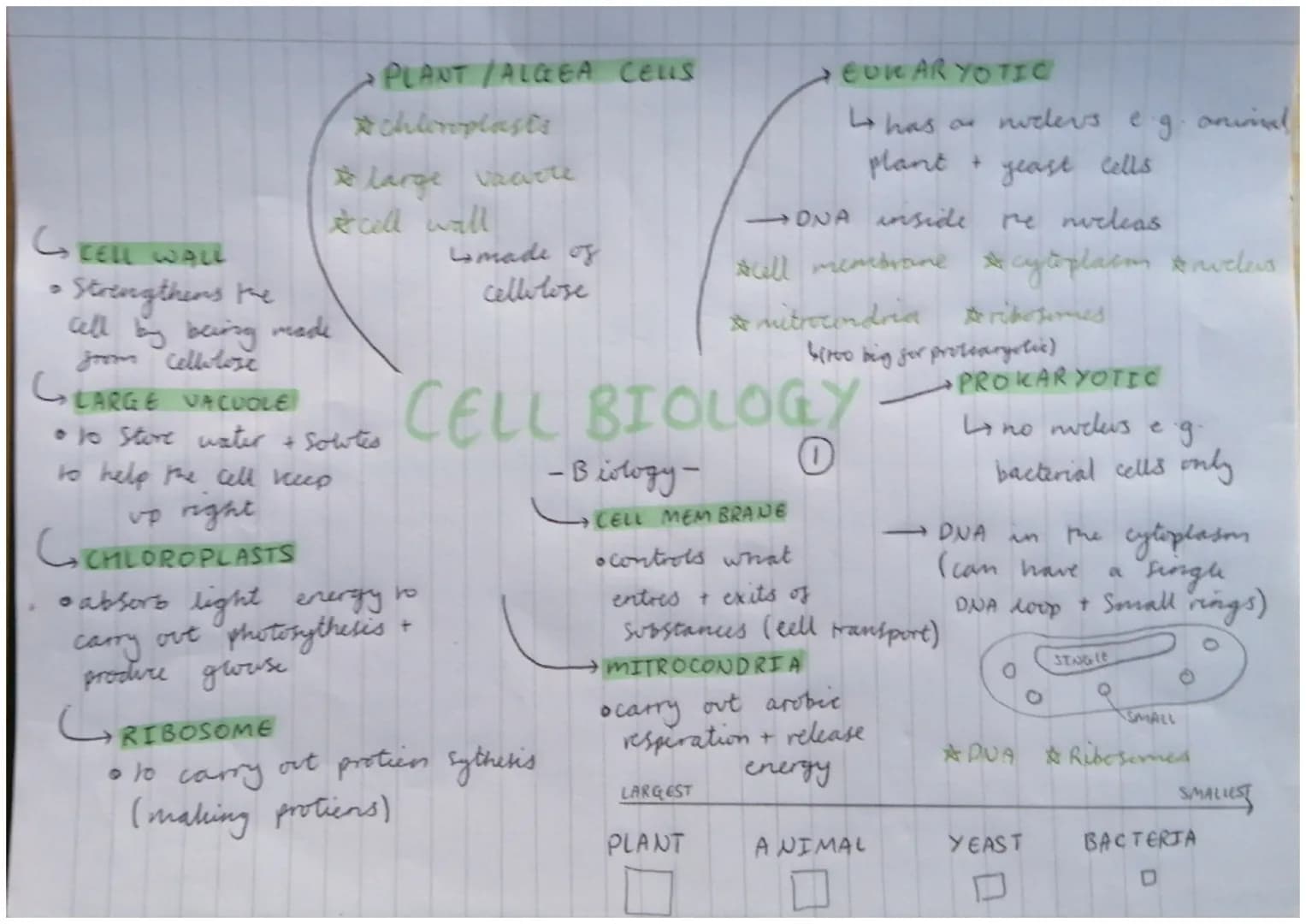 •PLANT /ALCEA CELLS
chloroplasts
* large vacote
cell wall
GEELL WALL
Strengthens the
all by being made
from cellulose
GLARGE VACUOLE
• to st
