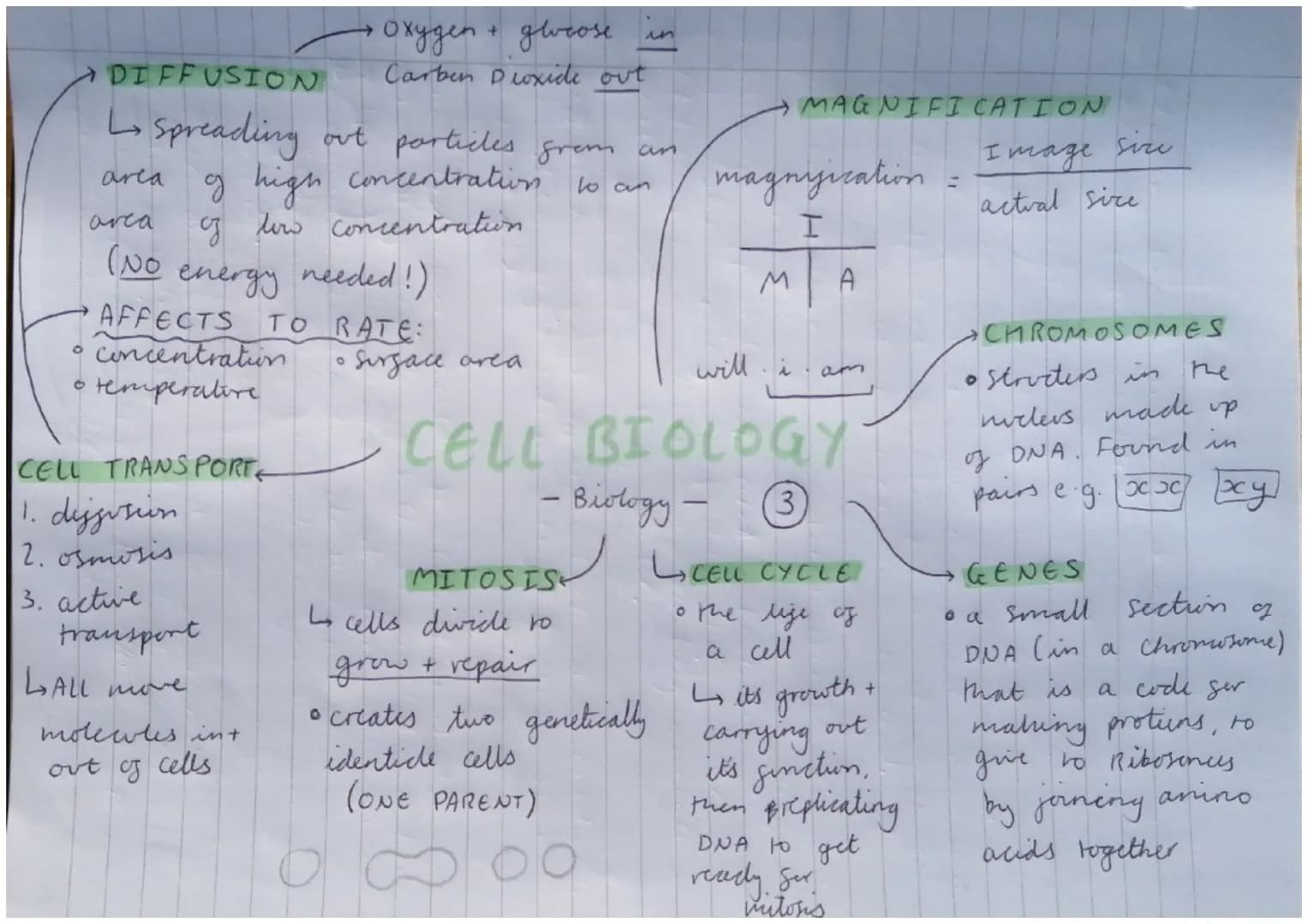 •PLANT /ALCEA CELLS
chloroplasts
* large vacote
cell wall
GEELL WALL
Strengthens the
all by being made
from cellulose
GLARGE VACUOLE
• to st