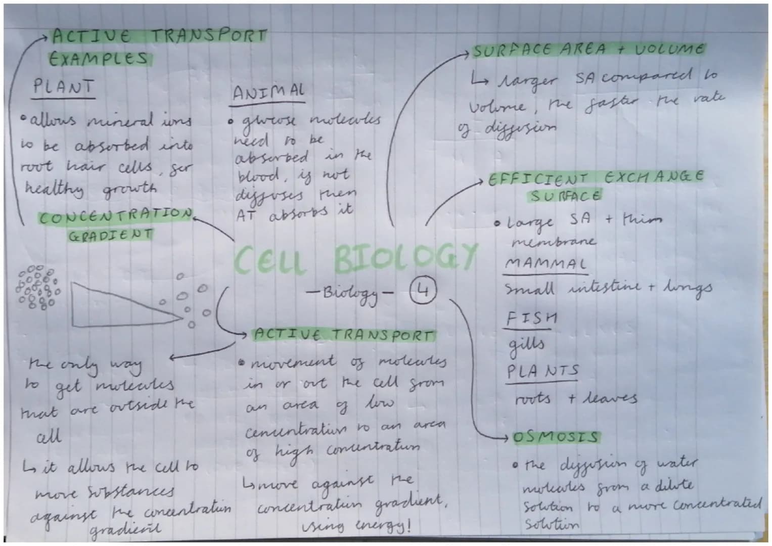 •PLANT /ALCEA CELLS
chloroplasts
* large vacote
cell wall
GEELL WALL
Strengthens the
all by being made
from cellulose
GLARGE VACUOLE
• to st