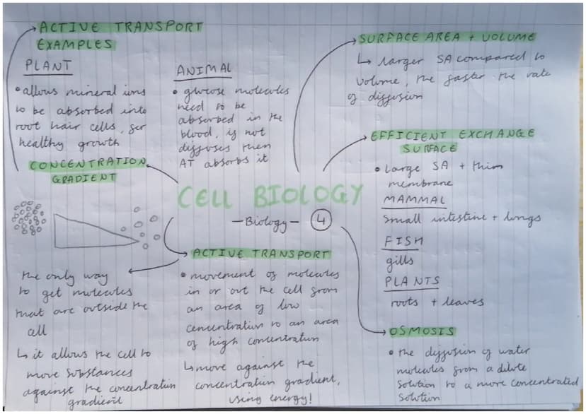 •PLANT /ALCEA CELLS
chloroplasts
* large vacote
cell wall
GEELL WALL
Strengthens the
all by being made
from cellulose
GLARGE VACUOLE
• to st