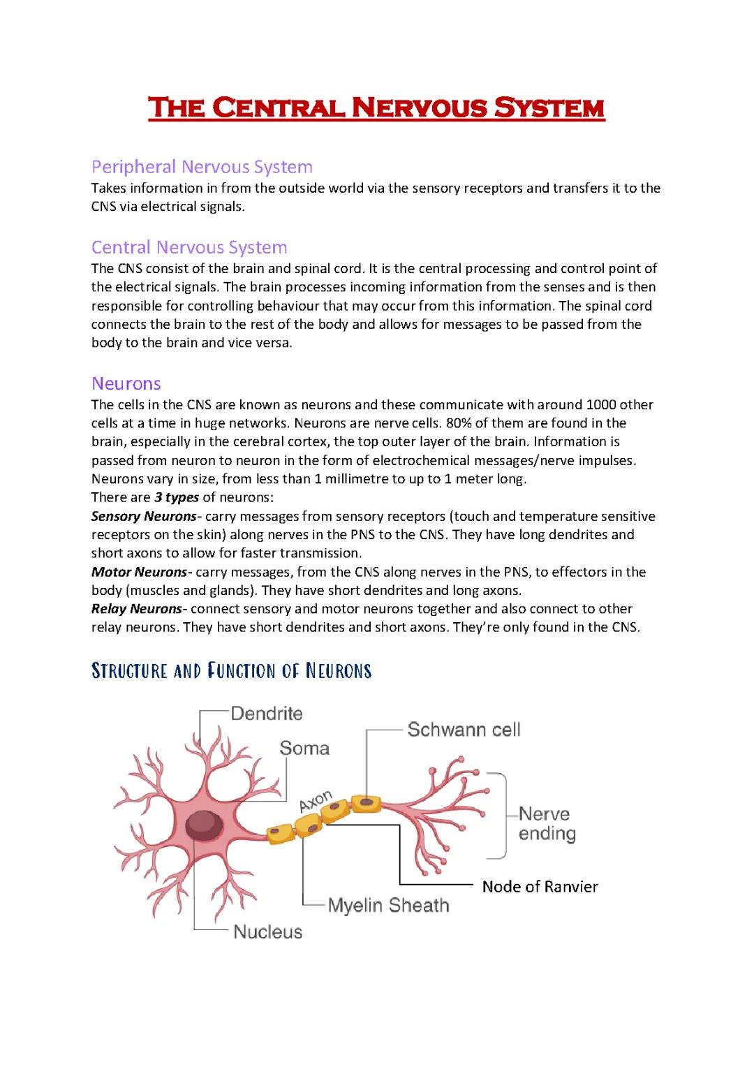 The Central Nervous System 
