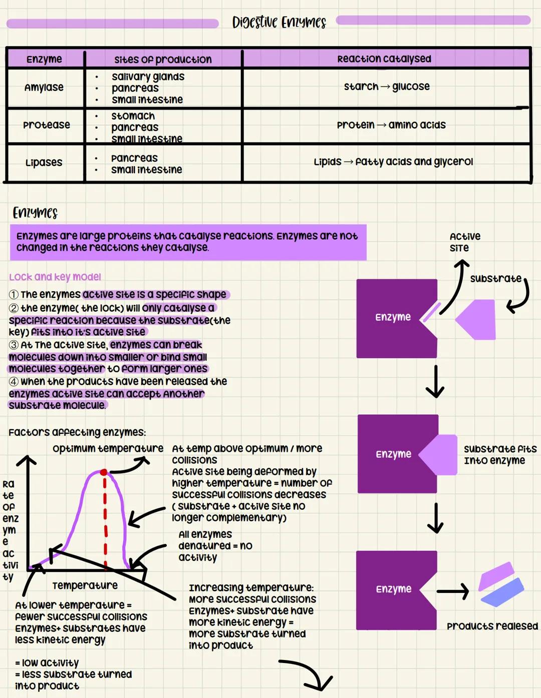 Enzyme
Amylase
Protease
Lipases
Ra
te
OF
enz
ym
e
ac
tivi
ty
Sites of production
salivary glands
pancreas
small intestine
stomach
pancreas
s