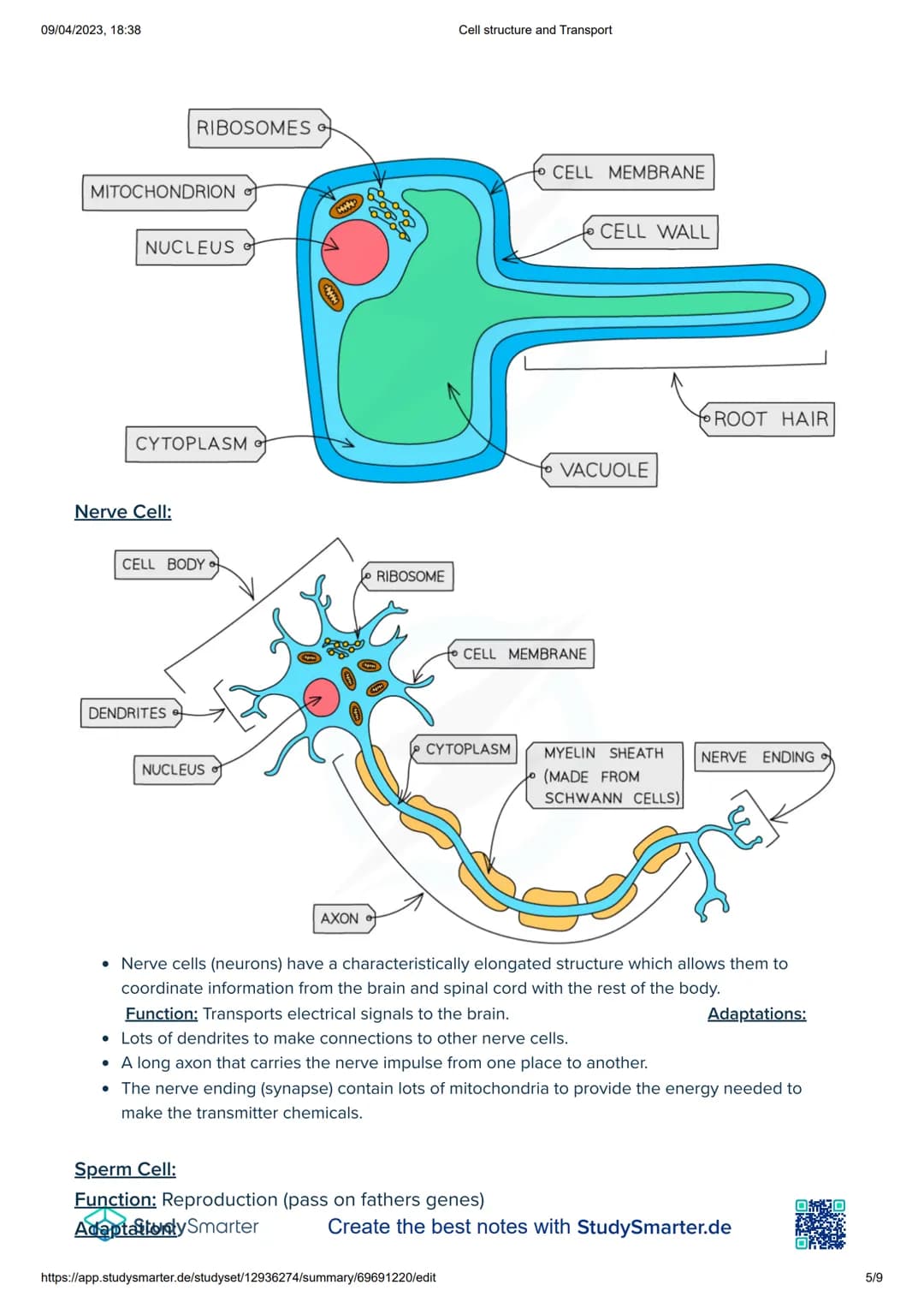 09/04/2023, 18:38
Cell structure and Transport
Word
Meaning
Controls the functions and activities of a cell. Contains the instructions of ma