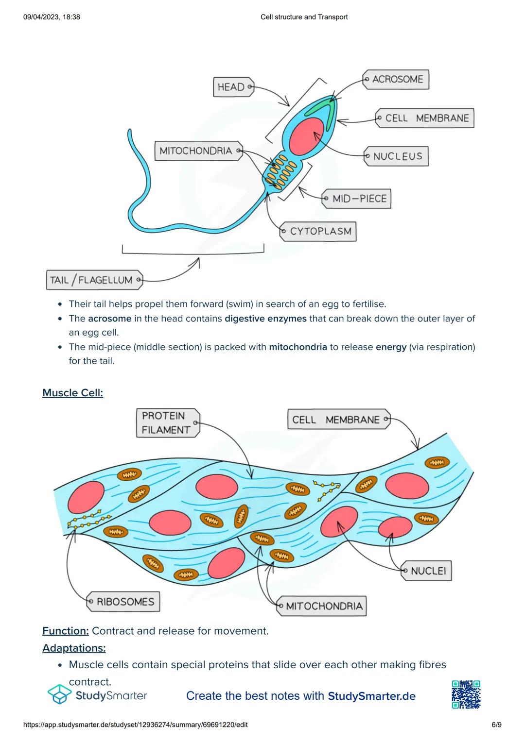 09/04/2023, 18:38
Cell structure and Transport
Word
Meaning
Controls the functions and activities of a cell. Contains the instructions of ma