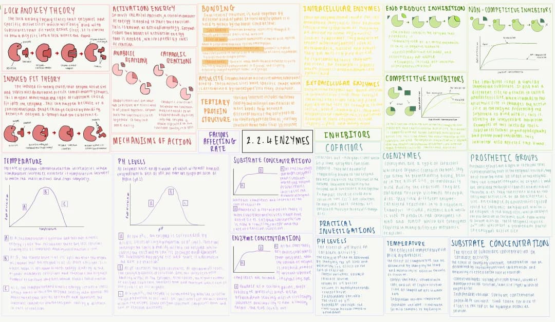OCR A Level Biology Enzymes Mind Map PDF - Free & Fun for GCSE